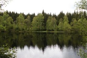 forest lake in spring