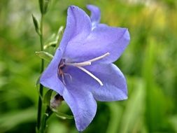 Campanula, open bellflower close up