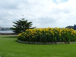 Beautiful yellow flowers on the flowerbed among other plants in Sydney, Australia