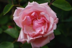 tender rose flower bloom