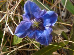 Blue gentian flower blossomes