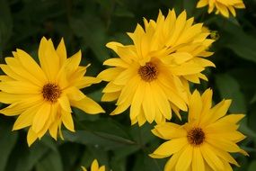 nature beautiful flowers