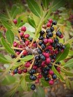 red-black berries in the forest