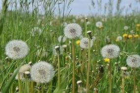 dandelion in green field meadow at spring