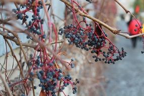 black berries on a wild plant