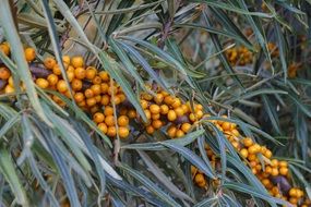 Yellow sea-buckthorn berries