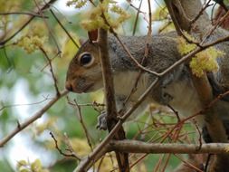 squirrel on thin tree branches