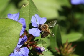 Honey bee on a purple flower