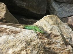 green and brown Lizard on the sand rocks