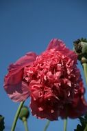 pink poppies on a blue sky background