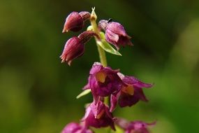 macro photo of marvelous dark red helleborine plants