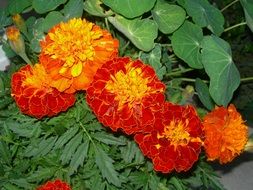 orange-red flowers with green leaves