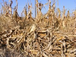 dry plants on a rural field