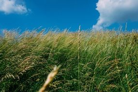 high green grass on the field