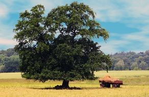 landscape of giant tree in fields with grain cart