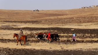 farmers plowing field with oxen driven plow, lesotho