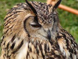 owl bird with closed eyes