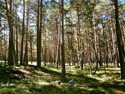 autumn landscape of pine forest