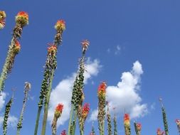 plant with red flowers against the sky