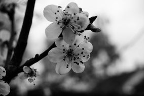 Black white photo of white flowers on a tree branch