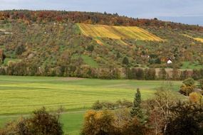 vineyard on hillside at autumn