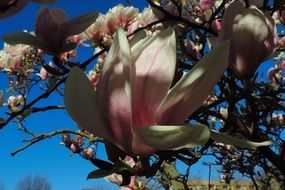 beautiful magnolia in bloom