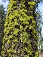 green lichen on a tree