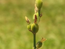 green lily seed pods close up