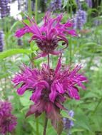 indian nettle