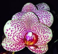 spotted orchid on black background