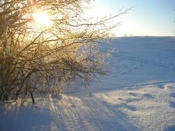 the sun behind the bush in winter