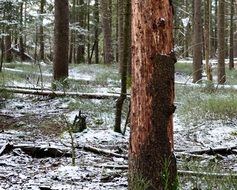 insect Damage in forest