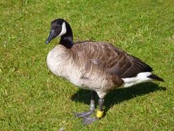canadian goose in animal world