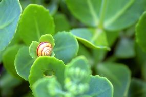 Beautiful and colorful little snail on a green wild plant with leaves