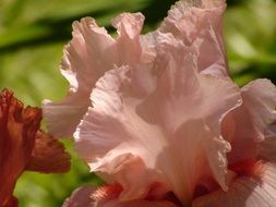 stunning iris petal