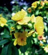 Hypericum flower on a blurred background