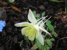 beautiful delicate white flower in the garden