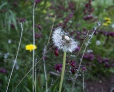 Beautiful white dandelion and yellow flowers in the garden