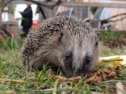 Picture of the hedgehog in a garden