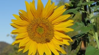 sunflower and a bee