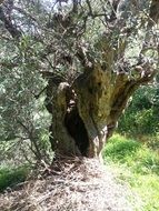 photo of olive tree on the Mediterranean coast