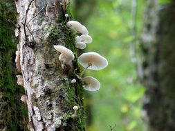 porcelain fungus on the tree post