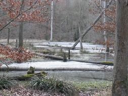 Frozen pond in a forest