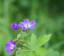 purple geranium flower