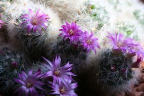 purple flowering cactus closeup