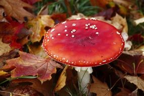 bright fly agaric among dry autumn foliage