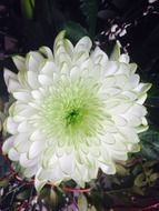 white natural flower close-up