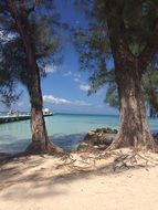 trees on a tropical beach