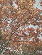 thick green tree branches