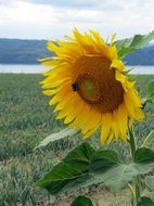 Lonely sunflower on nature